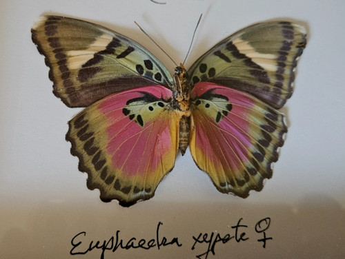Euphaedra xypete stunning - euphaedra,