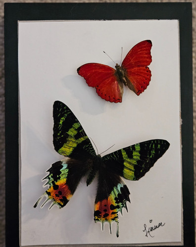 Red glider sunset moth - glider,